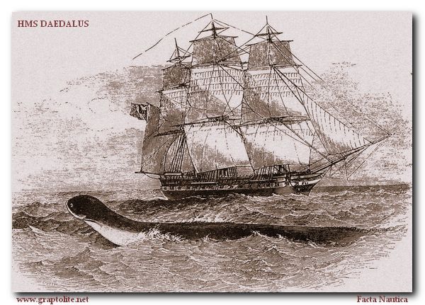 HMS DAEDALUS. Sea serpent.